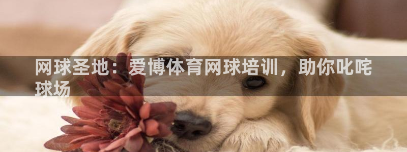 尊龙集团有限公司是国企吗：网球圣地：爱博体育网球培训，助你叱