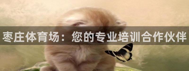 尊龙凯时赢不了：枣庄体育场：您的专业培训合作伙伴